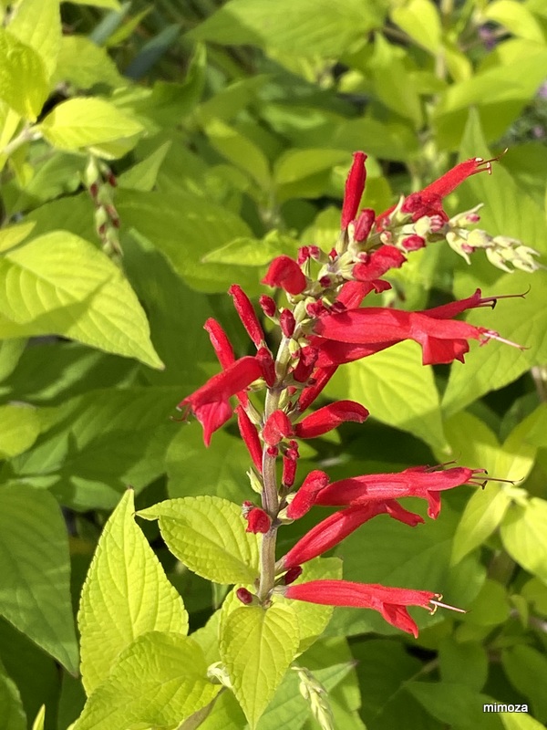 f:id:mimozaai:20191020202712j:plain f:id:mimozaai:20191020202712j:plain