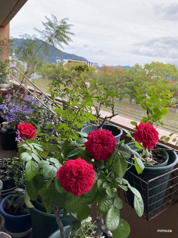 f:id:mimozaai:20191020202722j:plain f:id:mimozaai:20191020202722j:plain