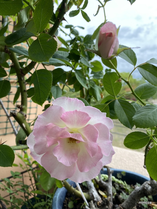f:id:mimozaai:20191020204749j:plain f:id:mimozaai:20191020204749j:plain
