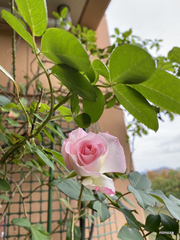 f:id:mimozaai:20191020204804j:plain f:id:mimozaai:20191020204804j:plain