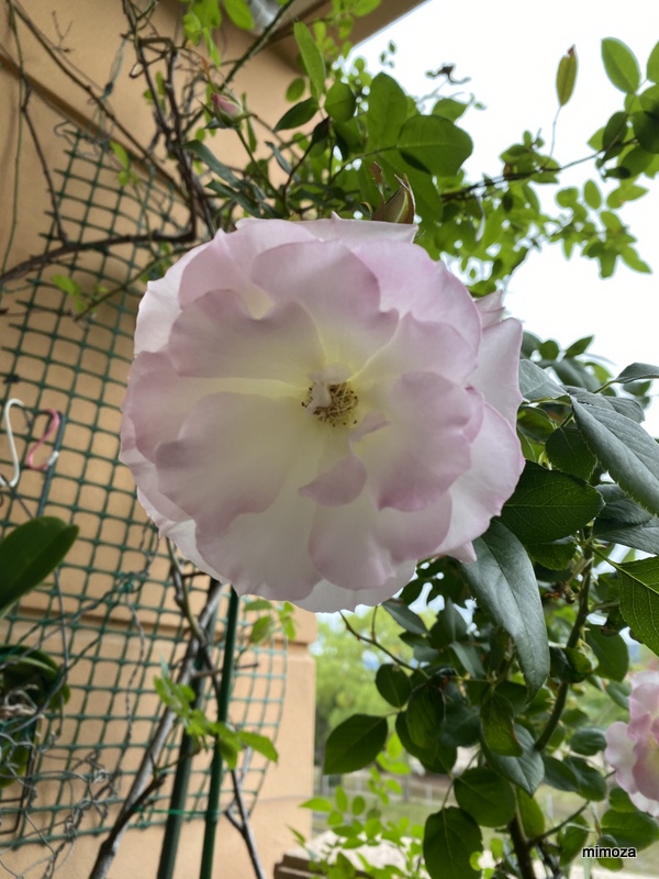 f:id:mimozaai:20191020204852j:plain f:id:mimozaai:20191020204852j:plain