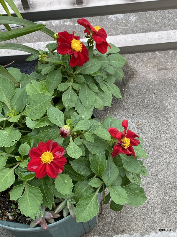 f:id:mimozaai:20191020204916j:plain f:id:mimozaai:20191020204916j:plain