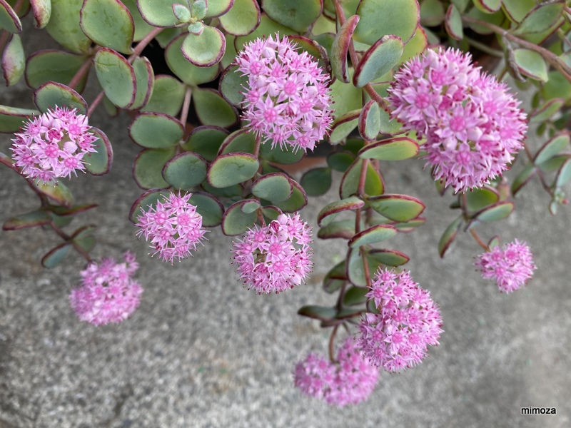 f:id:mimozaai:20191020204954j:plain f:id:mimozaai:20191020204954j:plain