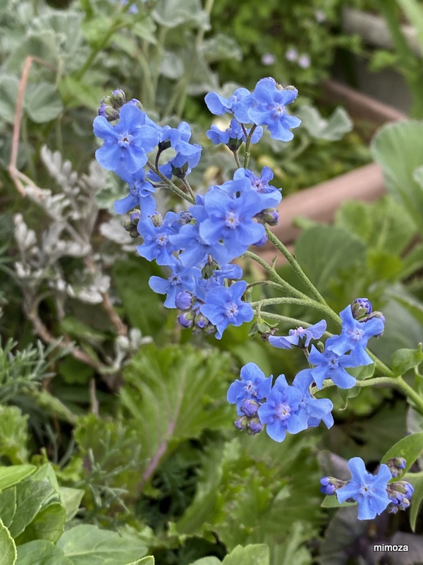 f:id:mimozaai:20191020205004j:plain f:id:mimozaai:20191020205004j:plain