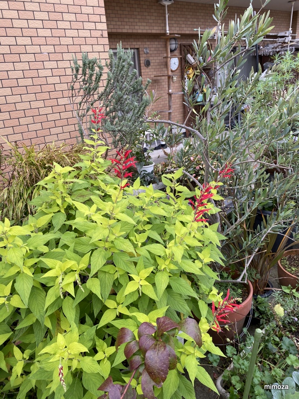 f:id:mimozaai:20191020205020j:plain f:id:mimozaai:20191020205020j:plain