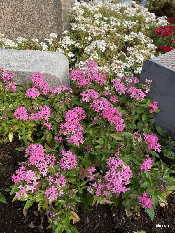 f:id:mimozaai:20191114201806j:plain f:id:mimozaai:20191114201806j:plain