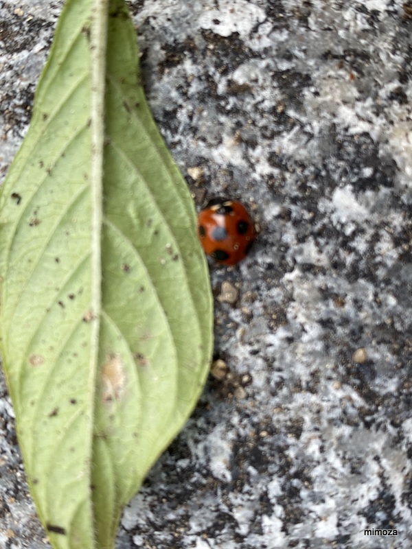 f:id:mimozaai:20191114201824j:plain f:id:mimozaai:20191114201824j:plain