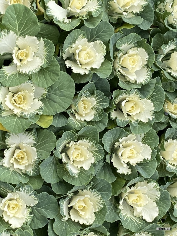 f:id:mimozaai:20191114202512j:plain f:id:mimozaai:20191114202512j:plain