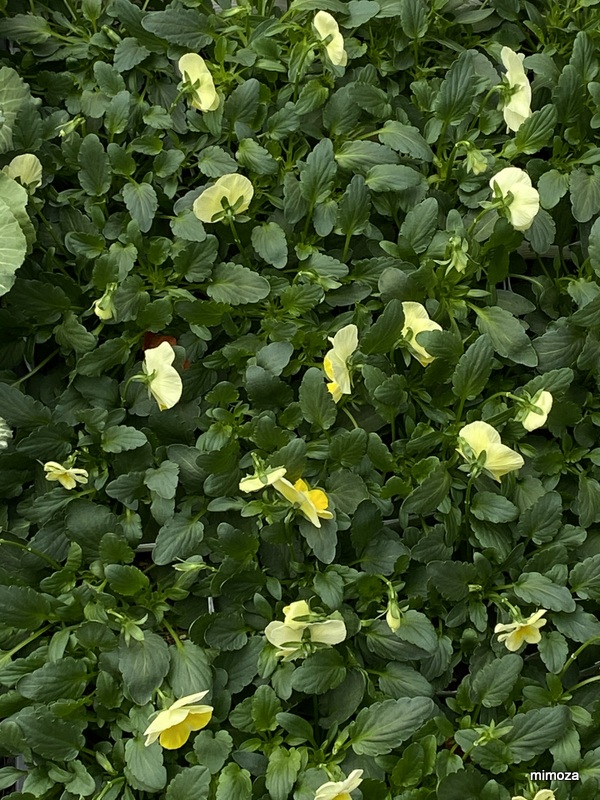 f:id:mimozaai:20191114202526j:plain f:id:mimozaai:20191114202526j:plain