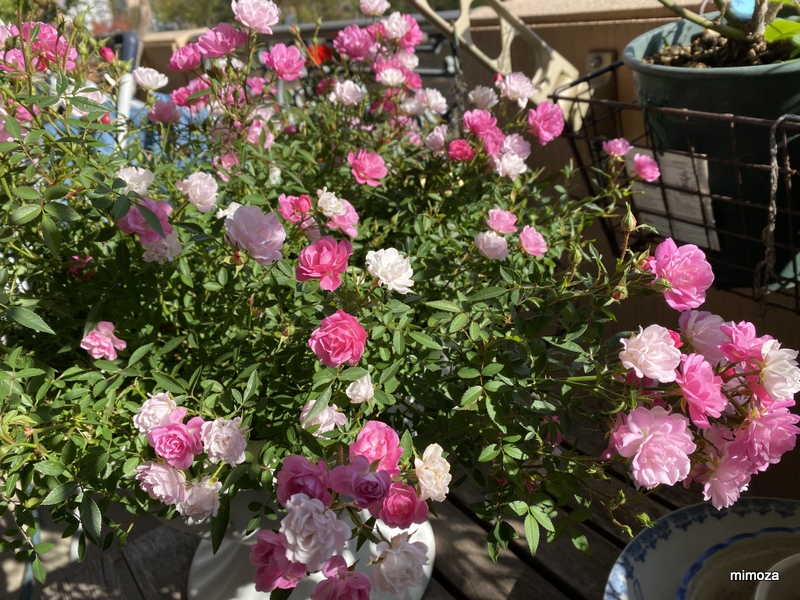 f:id:mimozaai:20191114202711j:plain f:id:mimozaai:20191114202711j:plain