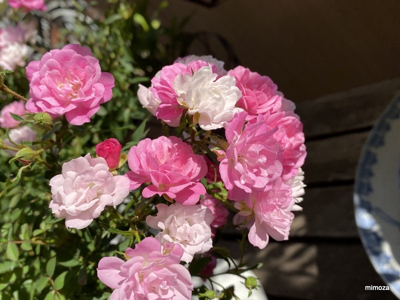 f:id:mimozaai:20191115211831j:plain f:id:mimozaai:20191115211831j:plain