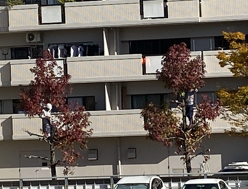 f:id:mimozaai:20191115211921j:plain f:id:mimozaai:20191115211921j:plain