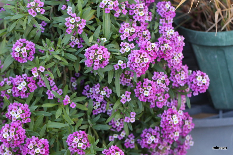 f:id:mimozaai:20191130191537j:plain f:id:mimozaai:20191130191537j:plain