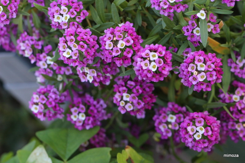 f:id:mimozaai:20191130191556j:plain f:id:mimozaai:20191130191556j:plain