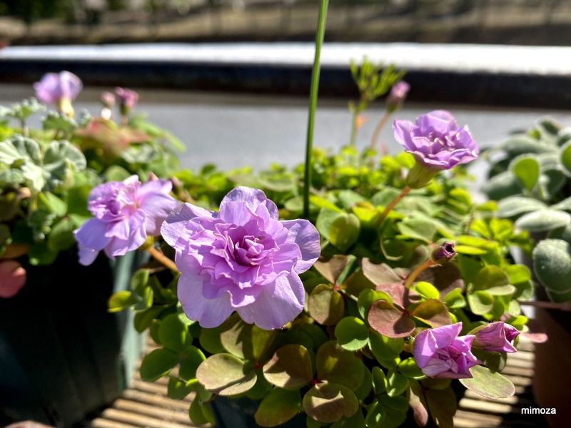 f:id:mimozaai:20191130191852j:plain f:id:mimozaai:20191130191852j:plain