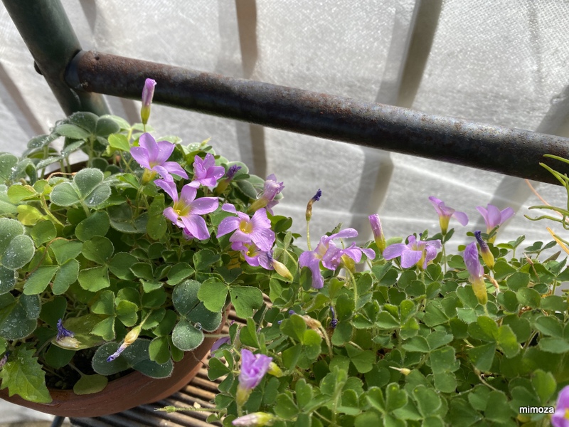 f:id:mimozaai:20191130191903j:plain f:id:mimozaai:20191130191903j:plain
