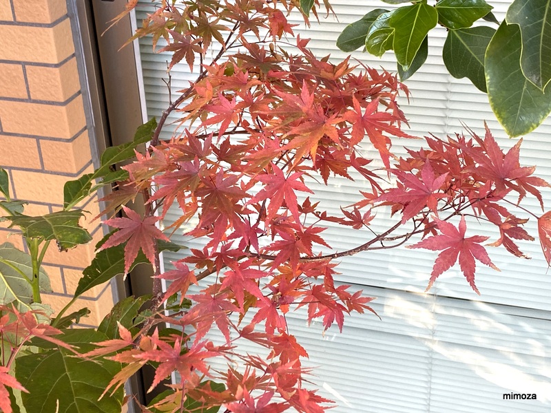 f:id:mimozaai:20191130191920j:plain f:id:mimozaai:20191130191920j:plain