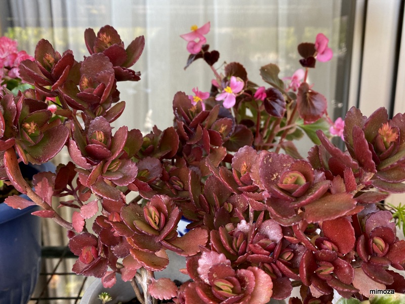 f:id:mimozaai:20191130191944j:plain f:id:mimozaai:20191130191944j:plain