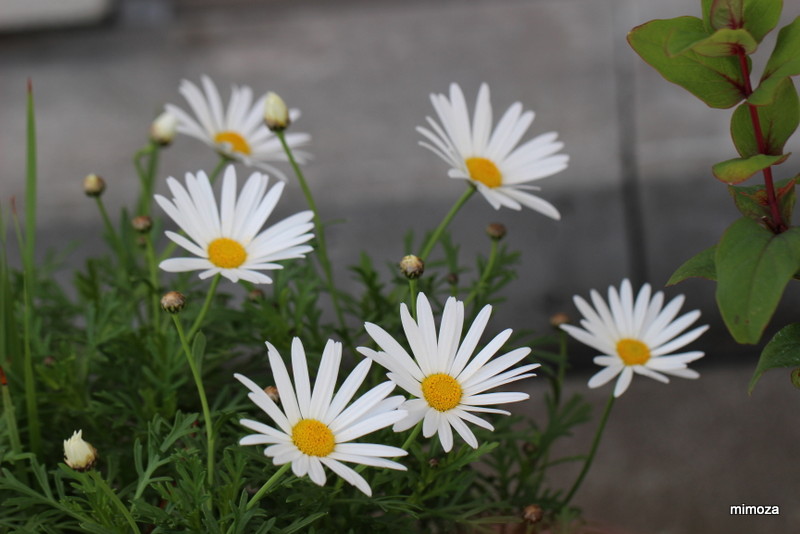 f:id:mimozaai:20191208204827j:plain f:id:mimozaai:20191208204827j:plain
