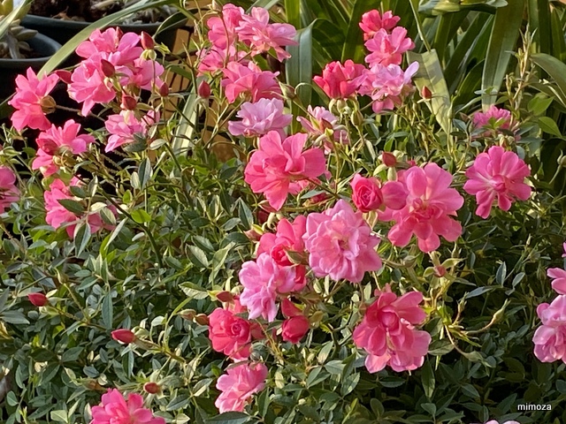 f:id:mimozaai:20191219210104j:plain f:id:mimozaai:20191219210104j:plain