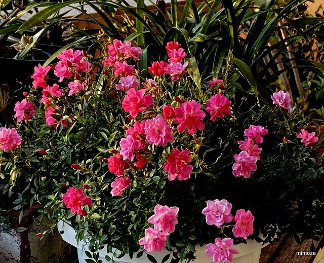 f:id:mimozaai:20191219210119j:plain f:id:mimozaai:20191219210119j:plain