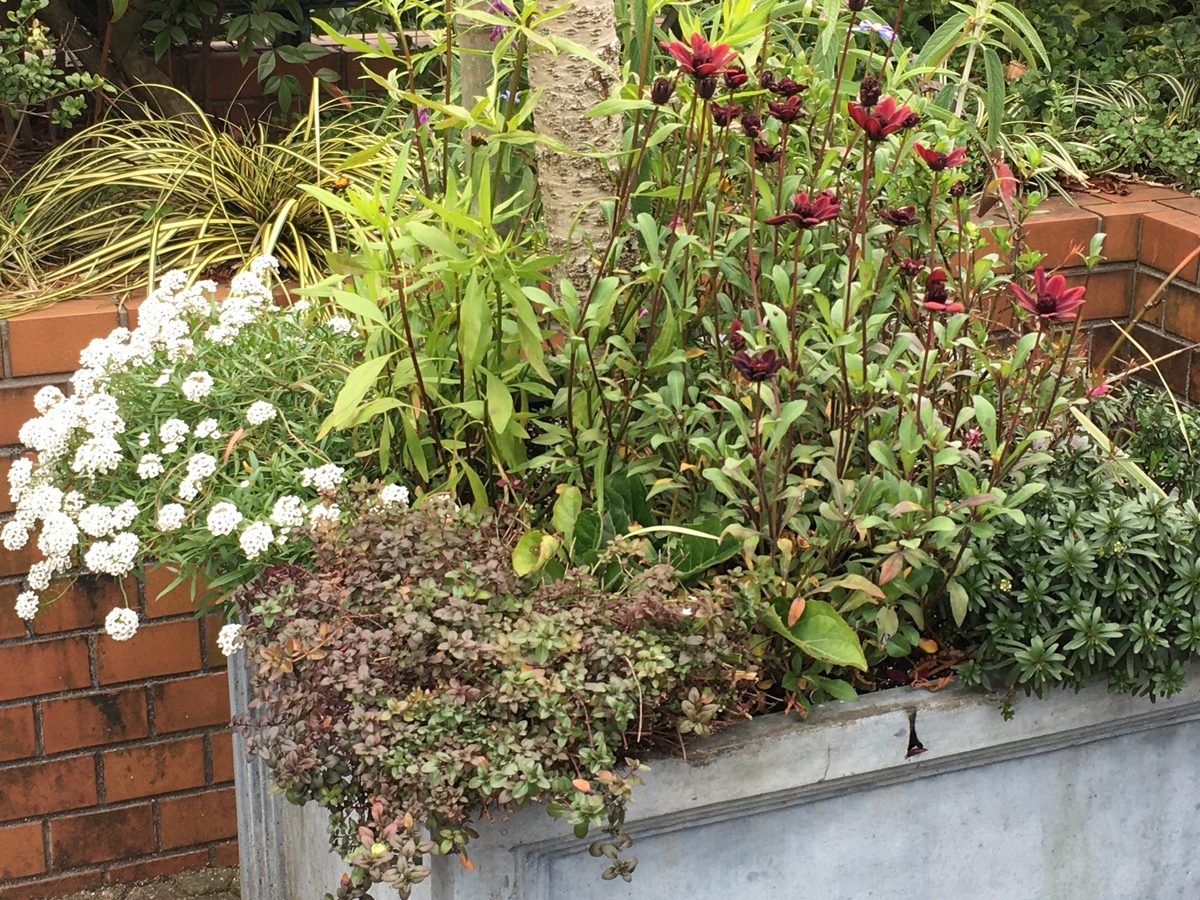 f:id:mimozaai:20200216215727j:plain