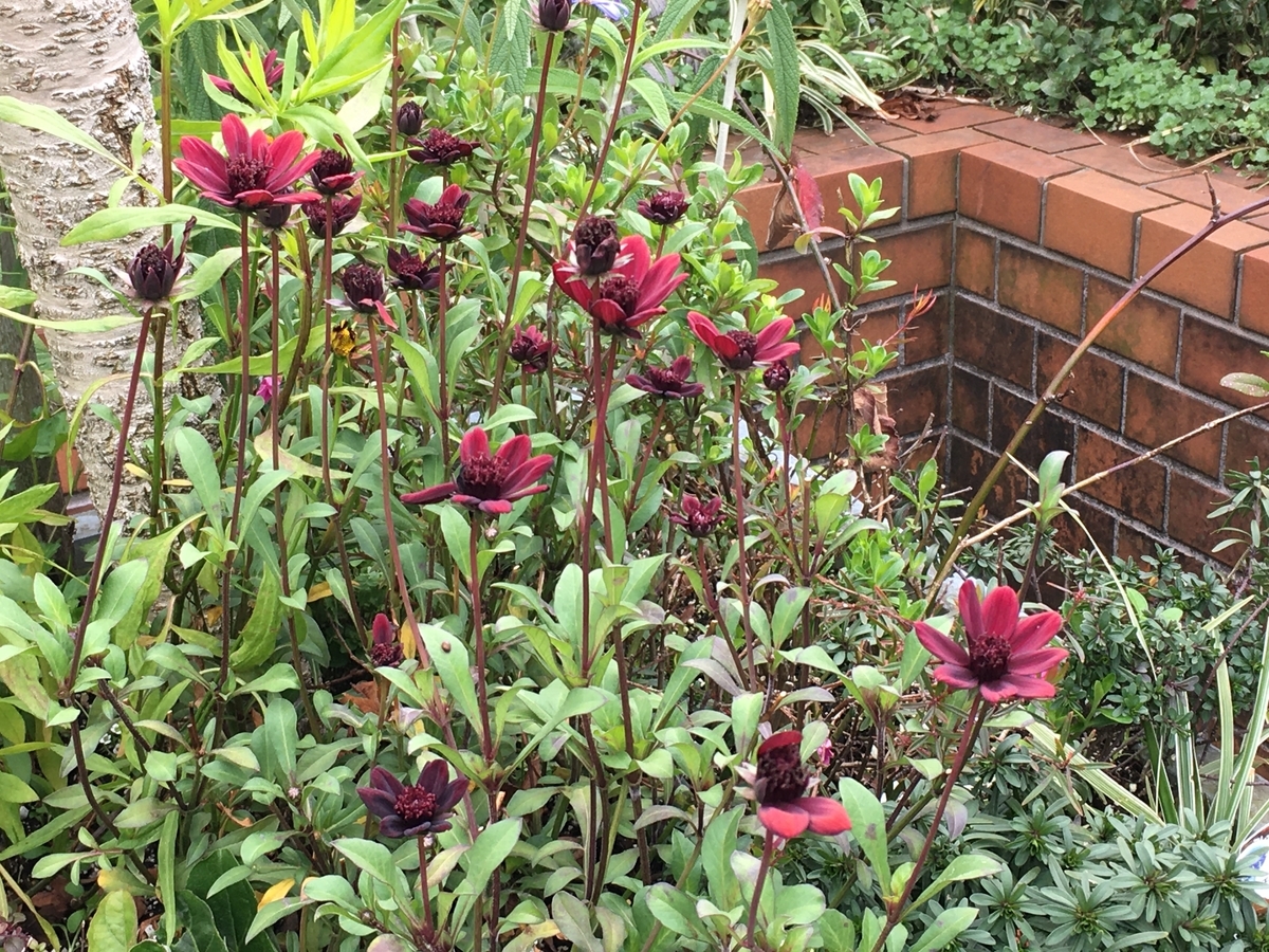 f:id:mimozaai:20200216215756j:plain