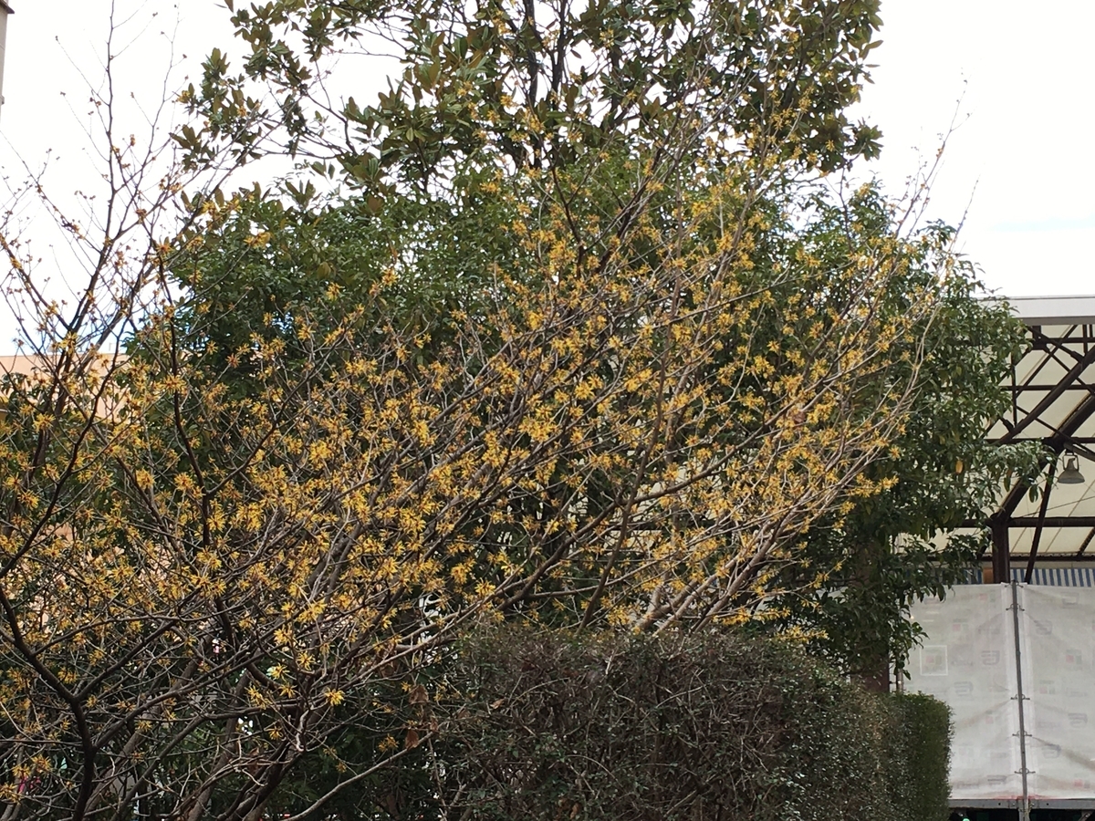 f:id:mimozaai:20200216225454j:plain