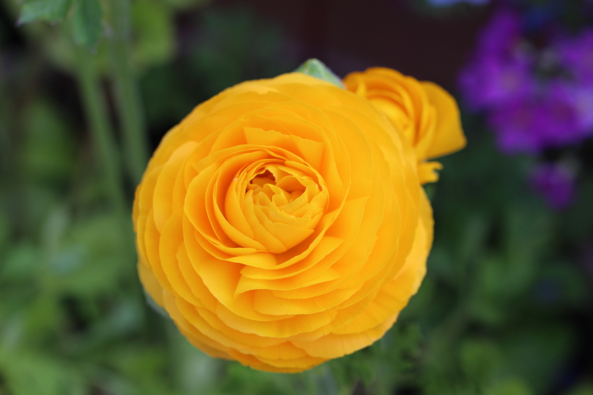 f:id:mimozaai:20200409203916j:plain f:id:mimozaai:20200409203916j:plain