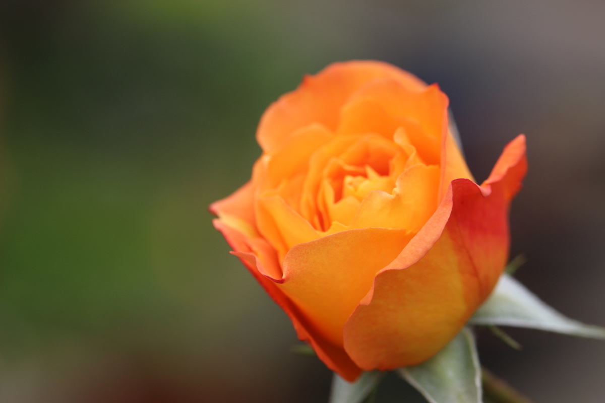 f:id:mimozaai:20200509211258j:plain f:id:mimozaai:20200509211258j:plain