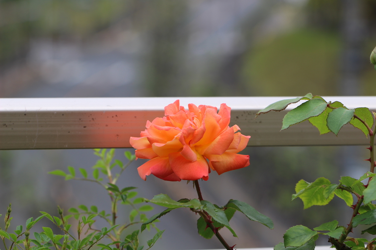 f:id:mimozaai:20200509211313j:plain f:id:mimozaai:20200509211313j:plain