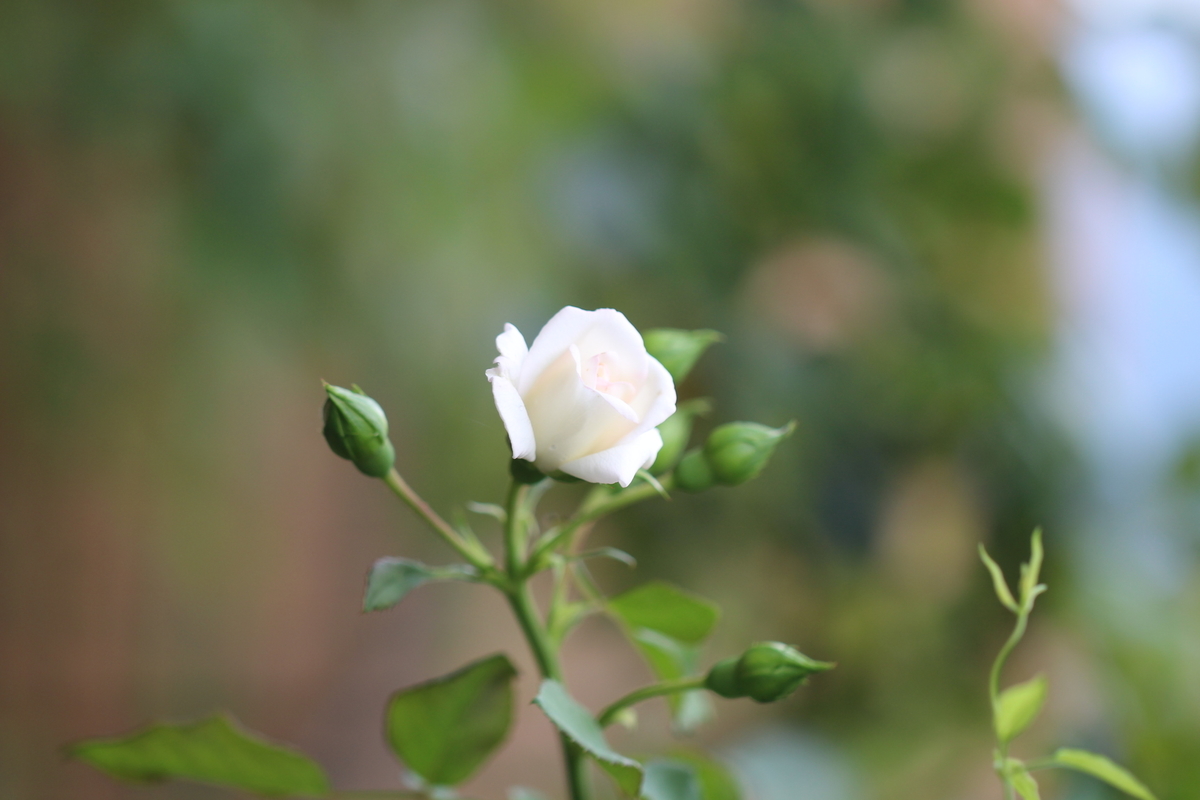 f:id:mimozaai:20200711202213j:plain f:id:mimozaai:20200711202213j:plain