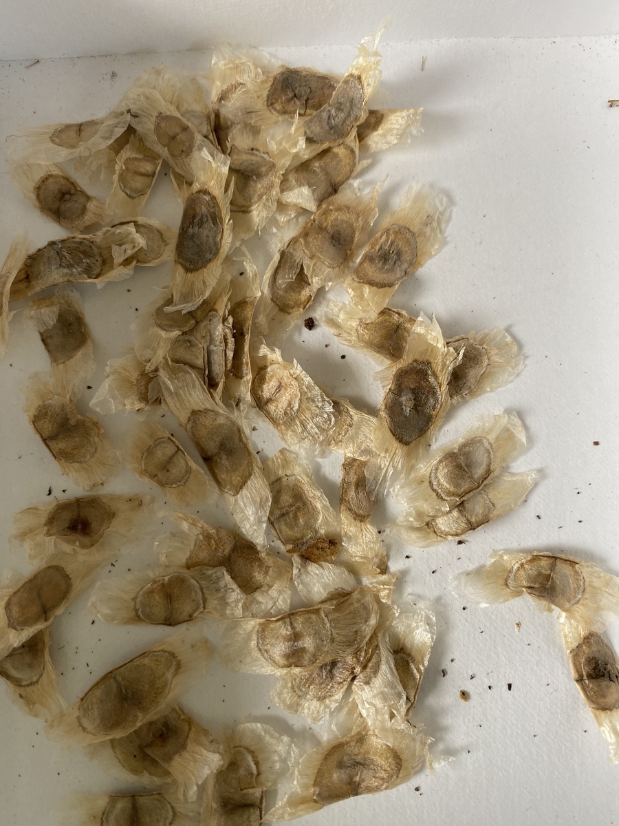 f:id:mimozaai:20200716200124j:plain