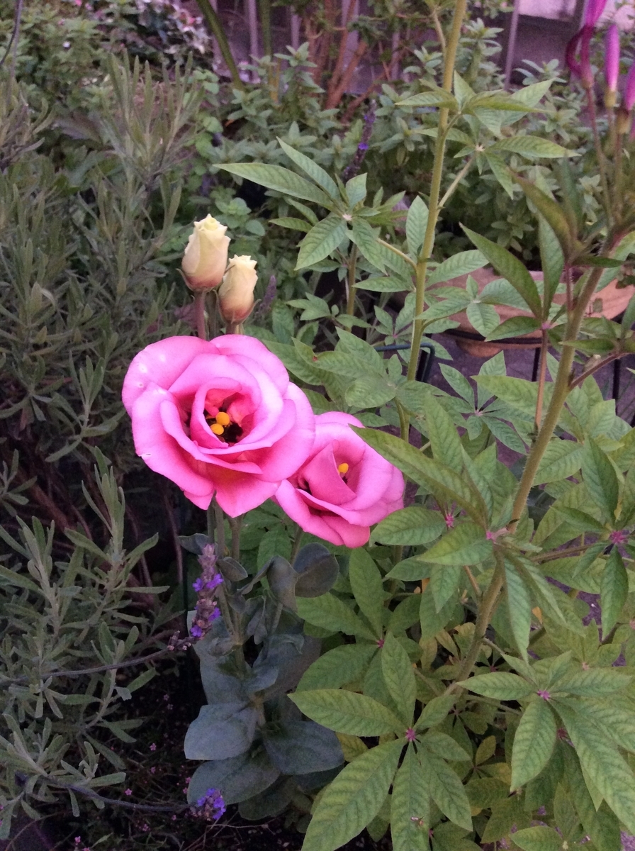 f:id:mimozaai:20200722201417j:plain