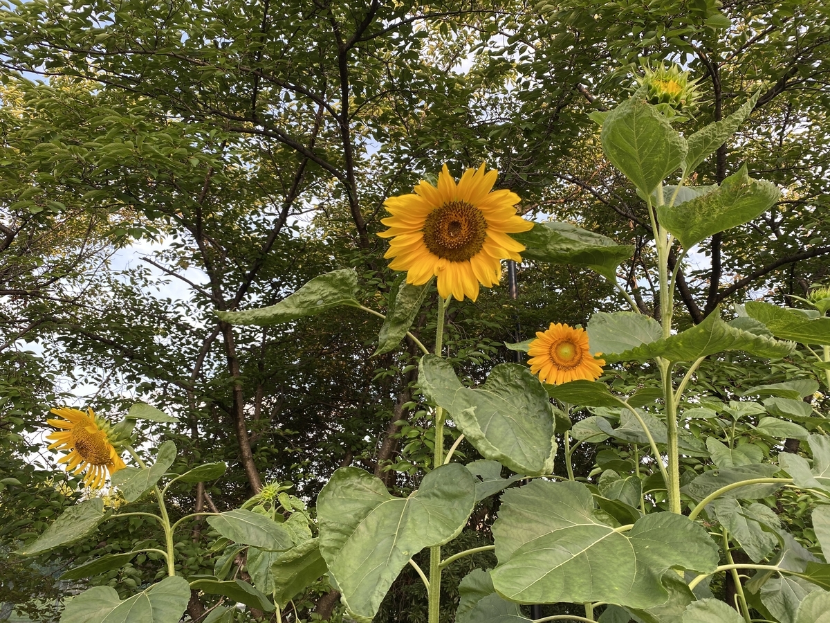 f:id:mimozaai:20200722202852j:plain