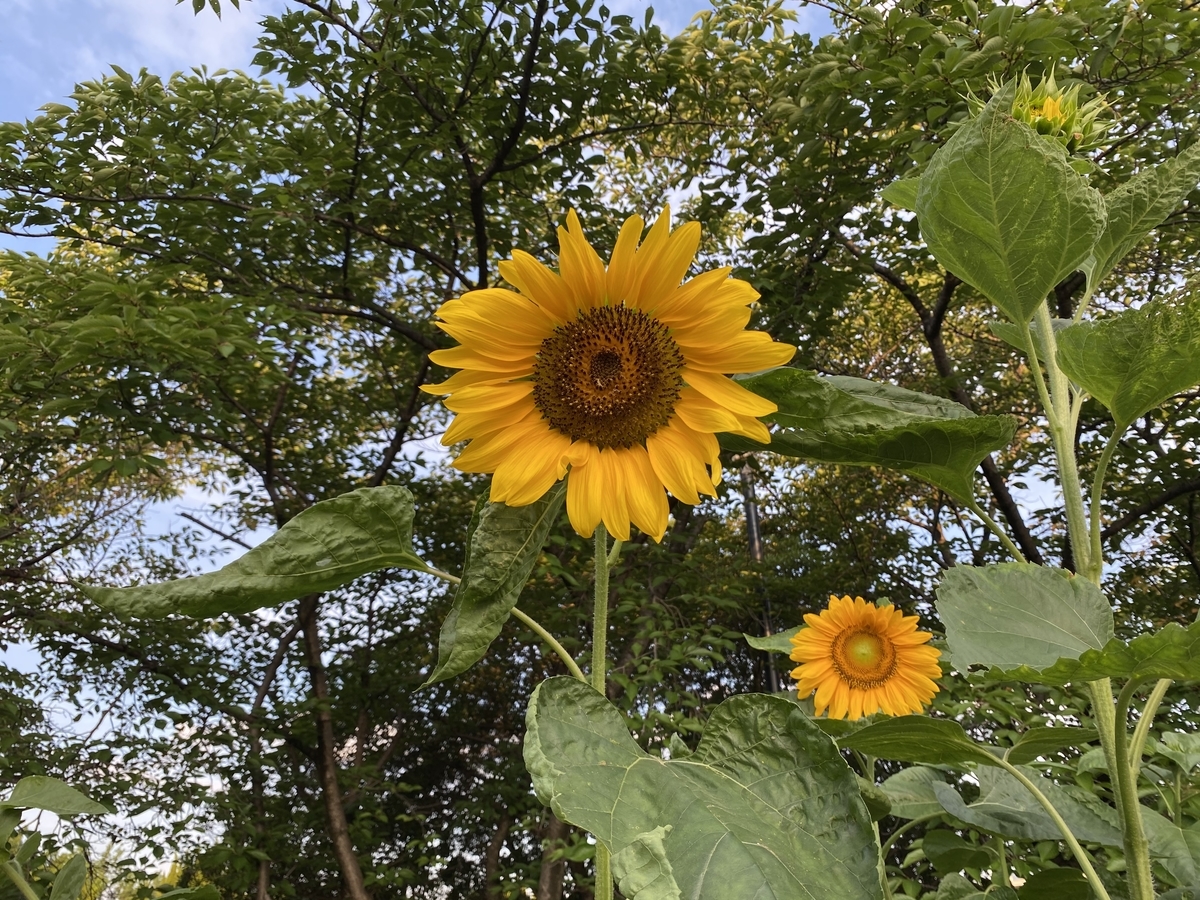 f:id:mimozaai:20200722202919j:plain