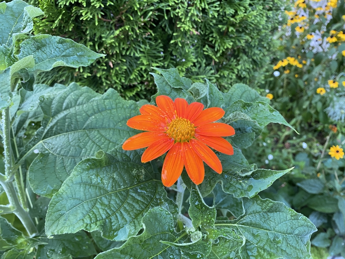 f:id:mimozaai:20200815161317j:plain