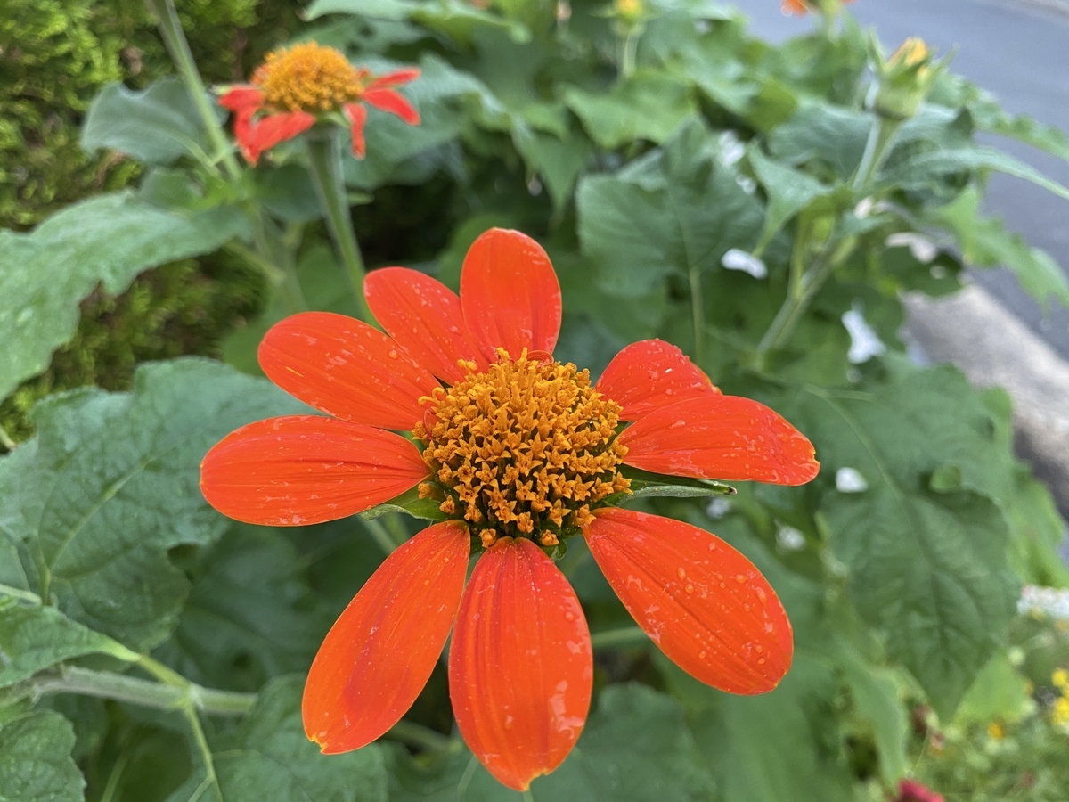 f:id:mimozaai:20200815161358j:plain