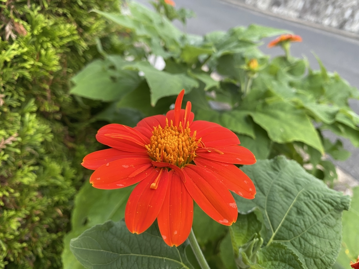 f:id:mimozaai:20200815161417j:plain