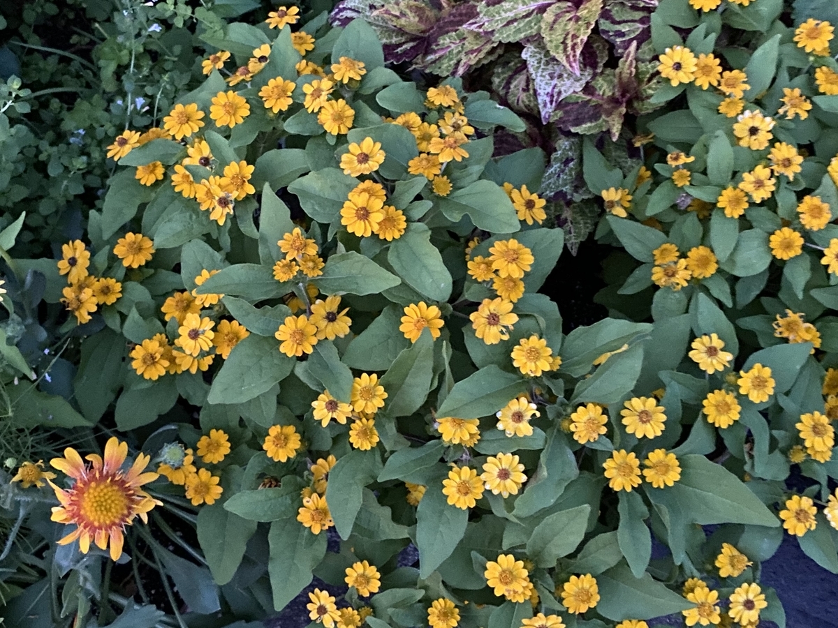 f:id:mimozaai:20200815182549j:plain