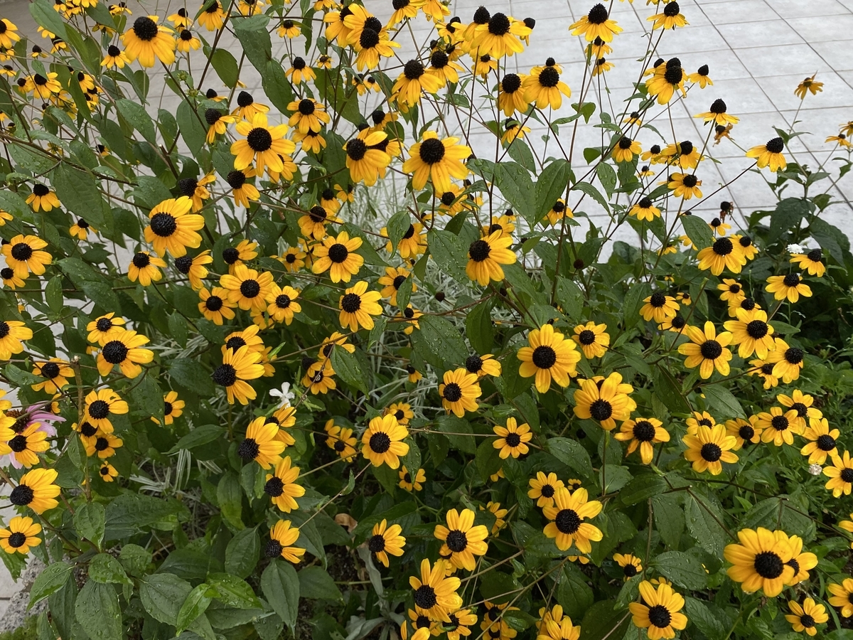 f:id:mimozaai:20200815182634j:plain