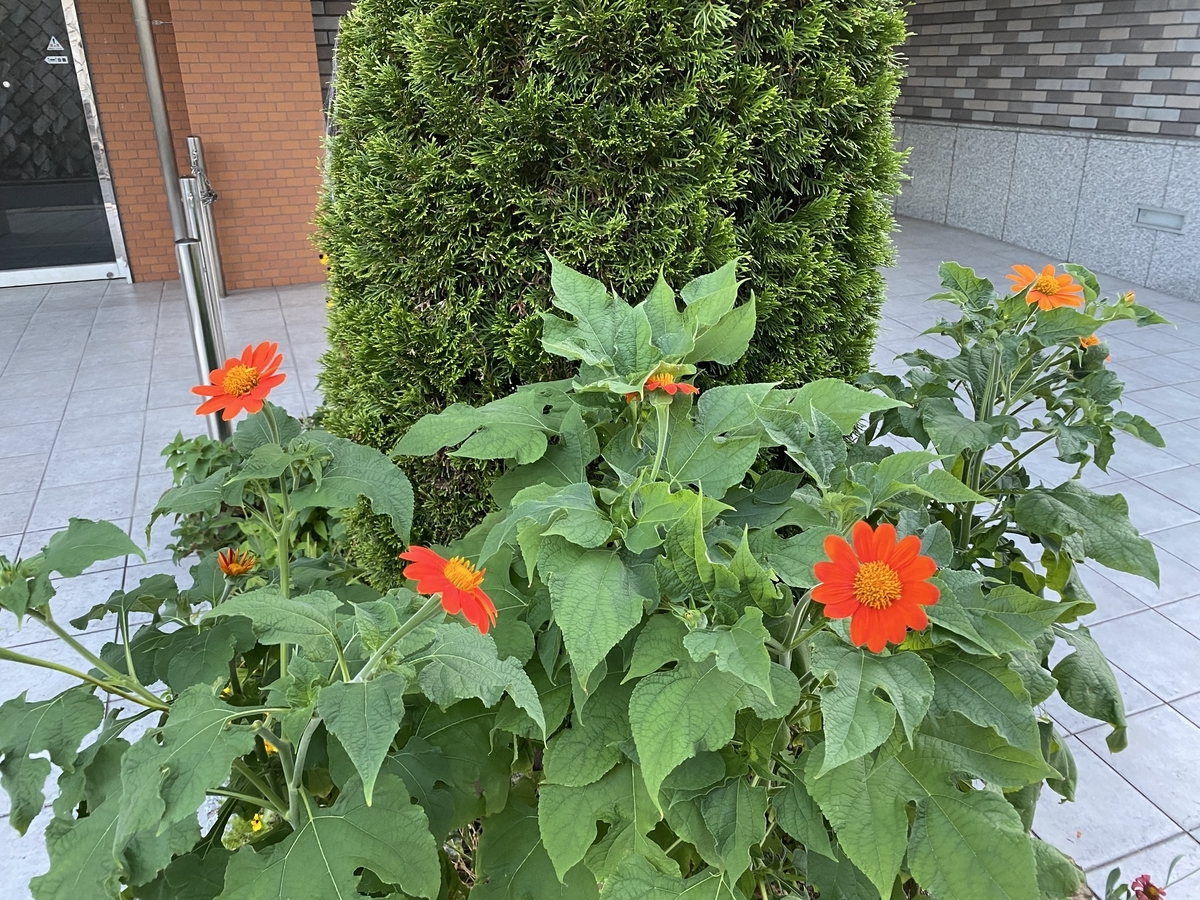 f:id:mimozaai:20200815195422j:plain