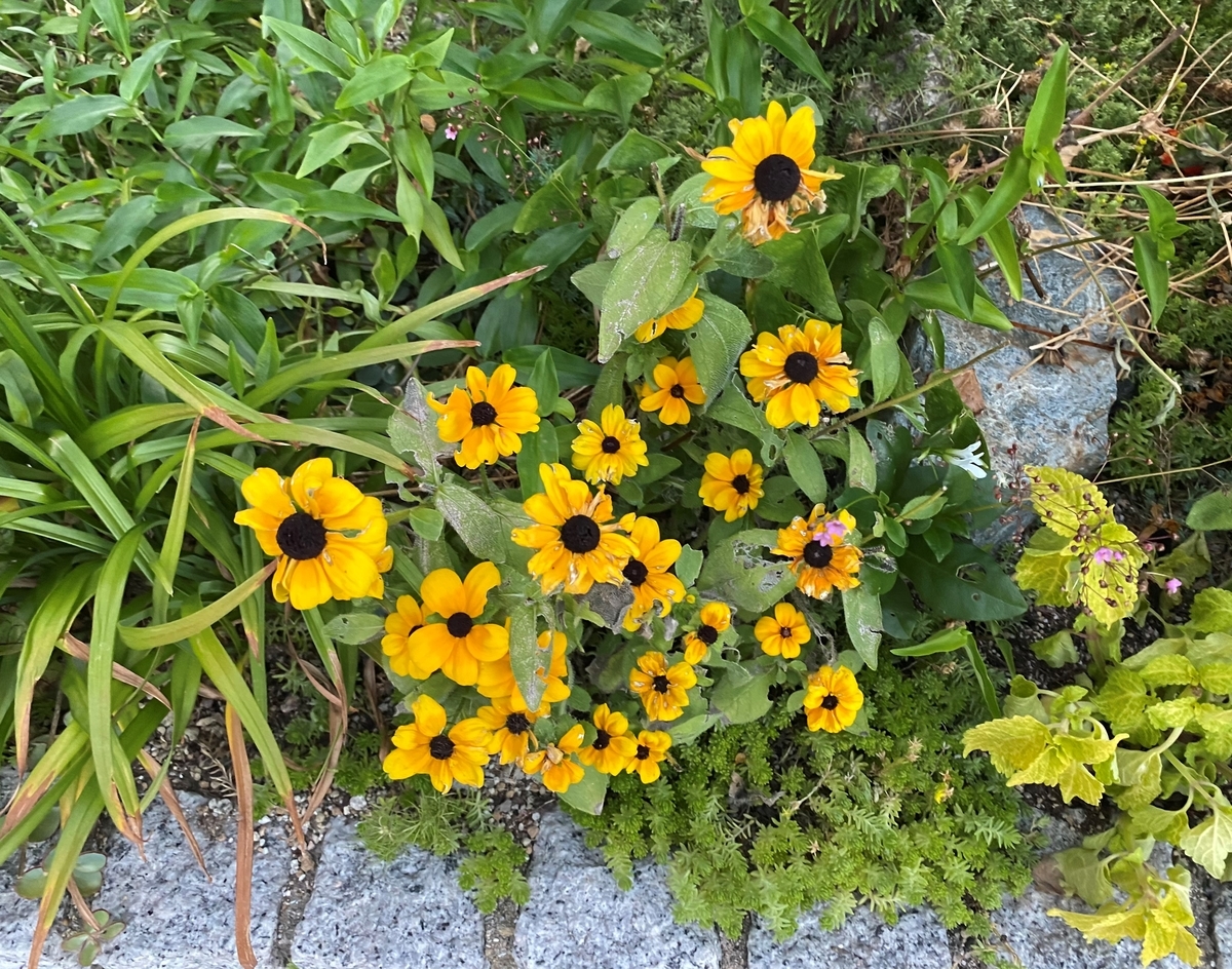 f:id:mimozaai:20200815195627j:plain