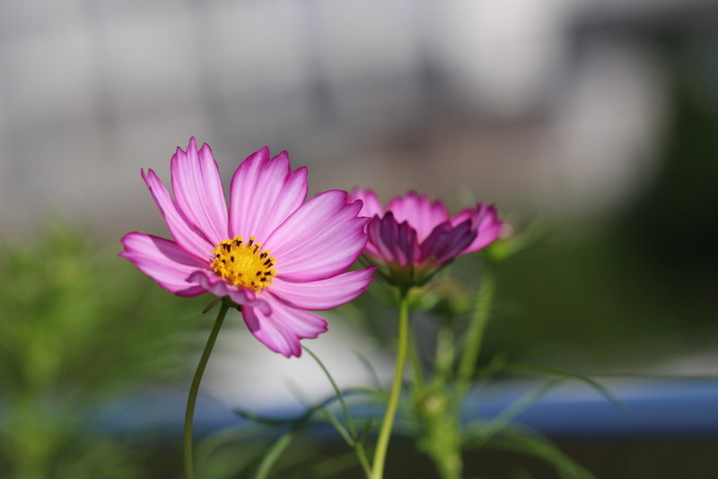 f:id:mimozaai:20200930192740j:plain