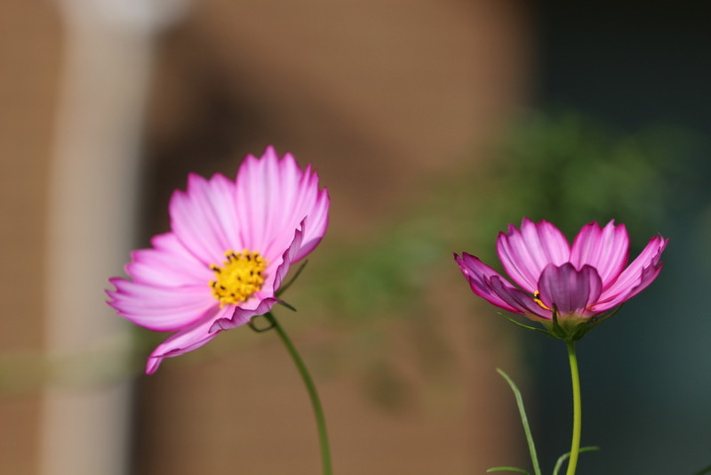 f:id:mimozaai:20200930192759j:plain f:id:mimozaai:20200930192759j:plain