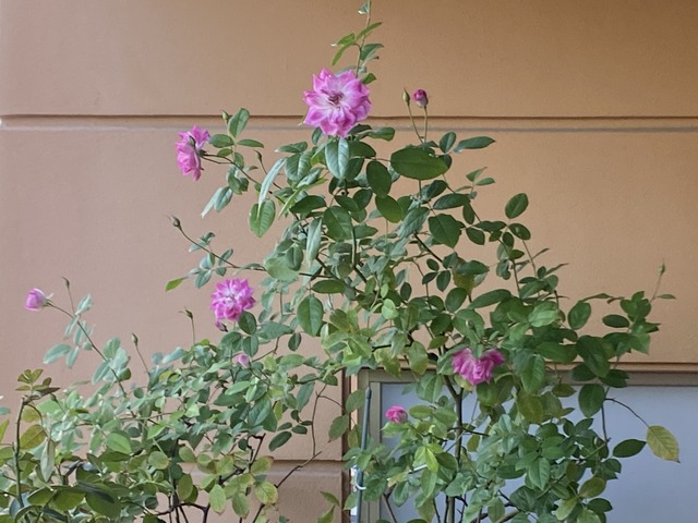 f:id:mimozaai:20201014201449j:plain f:id:mimozaai:20201014201449j:plain