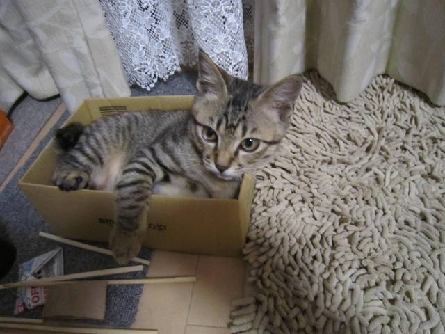 f:id:mimozaai:20201014201652j:plain f:id:mimozaai:20201014201652j:plain