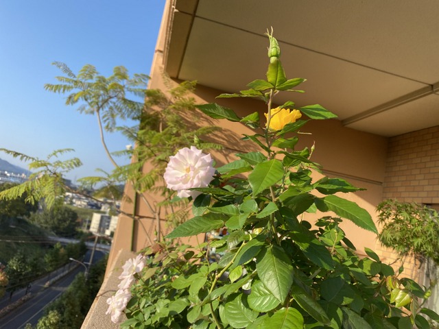 f:id:mimozaai:20201014203158j:plain f:id:mimozaai:20201014203158j:plain