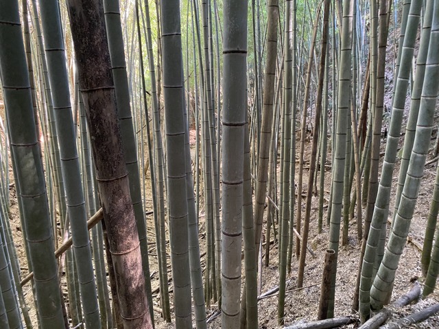 f:id:mimozaai:20201015204119j:plain