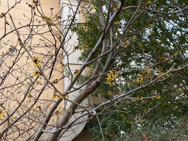 f:id:mimozaai:20210131212147j:plain